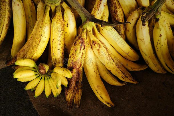 热带的巨人大小香蕉versus对小的大小香蕉