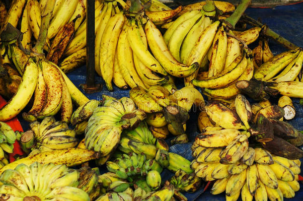热带的巨人大小香蕉versus对小的大小香蕉