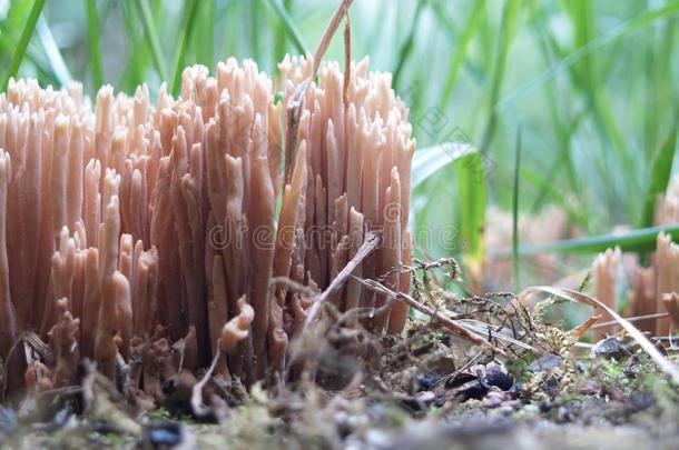 珊瑚蘑菇