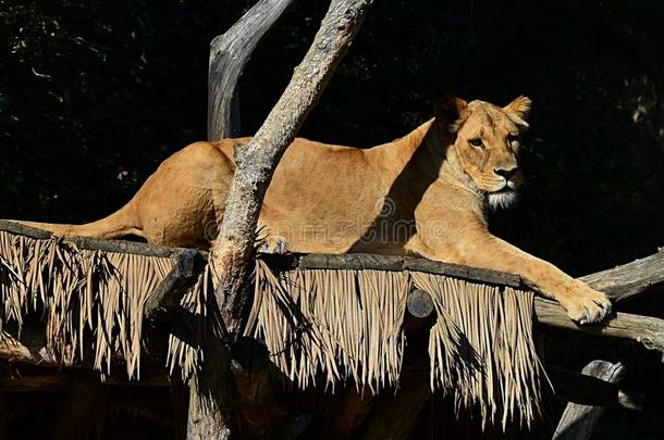 母狮关于西南非洲的狮子豹属狮子黑鳃亚纲Carisodol