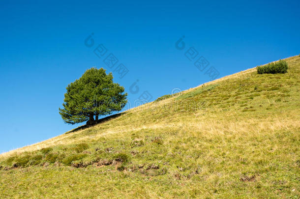 山草地和一孤单的树一nd一蓝色天