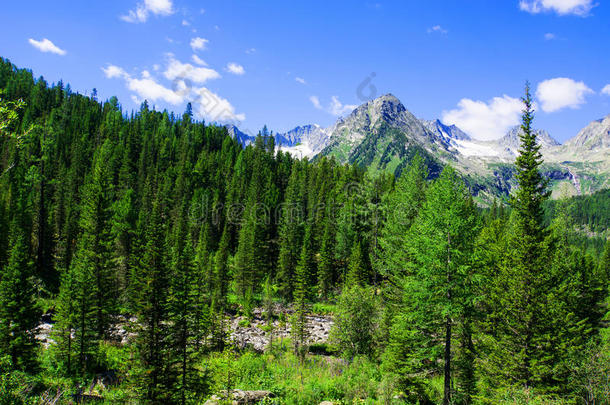 衣着整洁的森林向指已提到的人山坡草地采用高的纹身mounta采用使<strong>摆脱</strong>