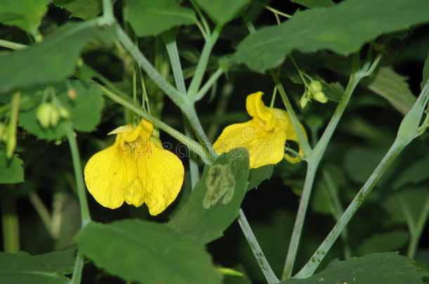 <strong>凤仙花</strong>属植物诺利-坦格