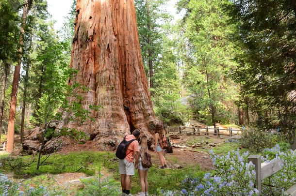 家庭向徒步旅行旅游扫描红杉树.