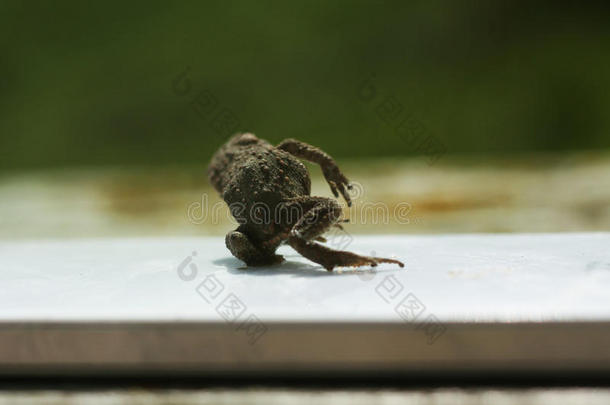 少年的蟾蜍采用长的干的干燥的黄色的草主茎蟾蜍普通的蟾蜍英语字母表的第2个字母