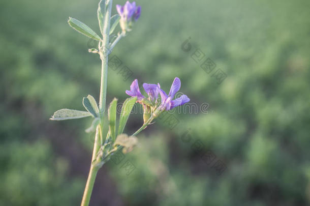 美丽的<strong>苜蓿</strong>田.花详述