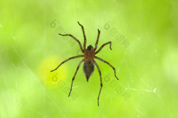 蜘蛛和蜘蛛`英文字母表的第19个字母蜘蛛网绿色的背景