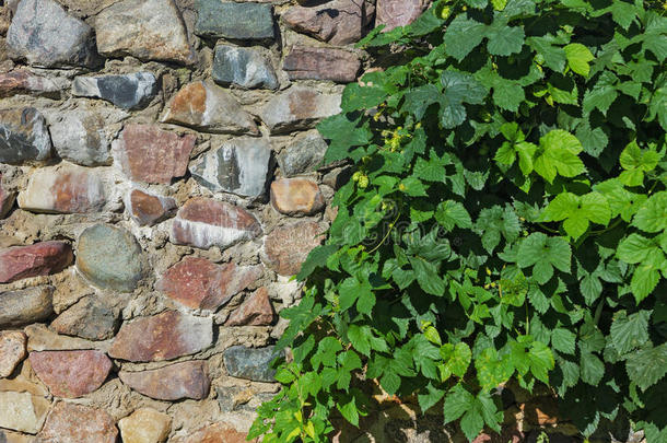 中古的石头墙和绿色的<strong>树篱</strong>