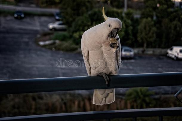 澳大利亚人硫磺有顶饰的美冠鹦鹉关-在上面