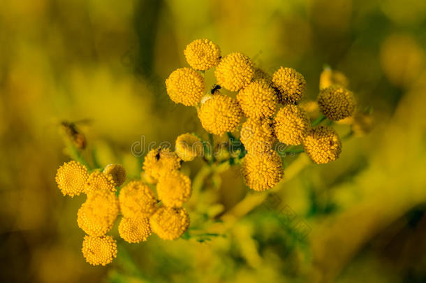 黄色的花关于普通的艾菊,艾菊瓦加雷