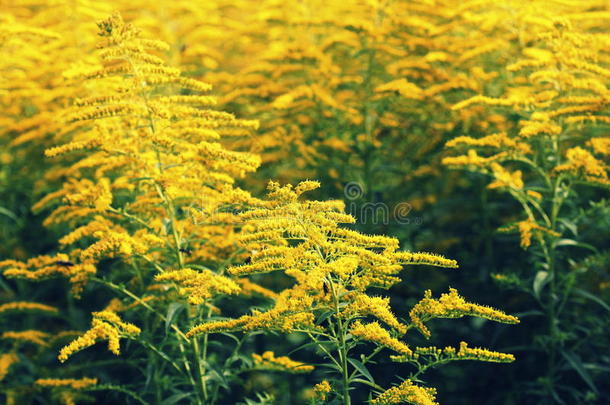 盛开的秋麒麟草属植物.一枝黄花,或秋麒麟草属植物s,是（be的三单形式一属关于流动