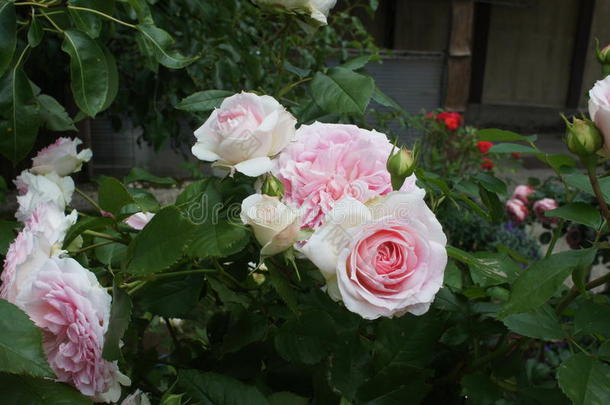 玫瑰白色的粉红色的