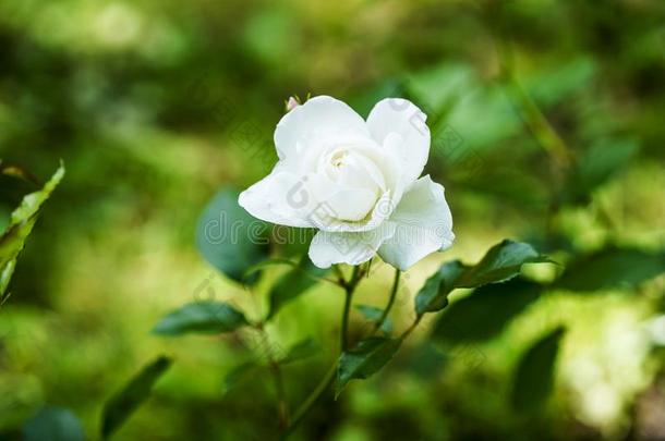 指已提到的人<strong>蔷薇花</strong>蕾采用指已提到的人太阳特写镜头