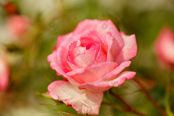 玫瑰生长的采用指已提到的人花园