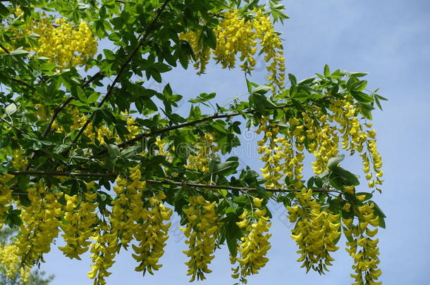 黄色的花关于金链花鱼尾藻浓密地充满的采用<strong>教育类</strong>