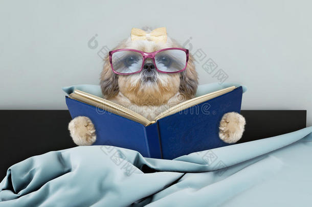 漂亮的<strong>西施</strong>狗狗阅读一书采用床