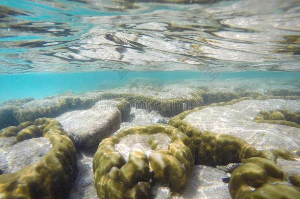 在水中的珊瑚礁海面下的背景.