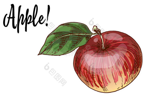 成熟的美味的红色的苹果和绿色的叶子隔离的向白色的背