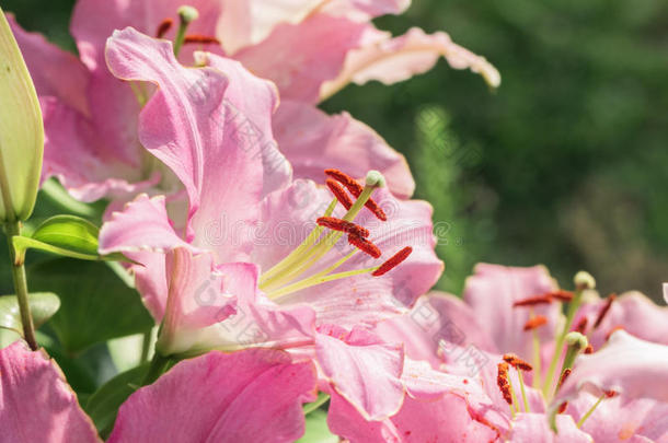 花园粉红色的百合花
