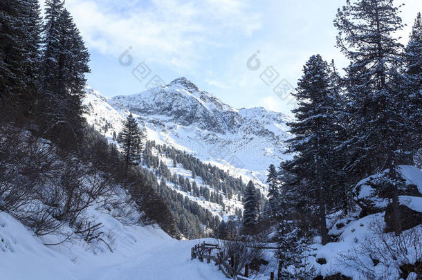 如冬的下雪的小路和树和山采用吐司alkali-treatedlipopolysaccharide碱处理的脂多糖莫塔