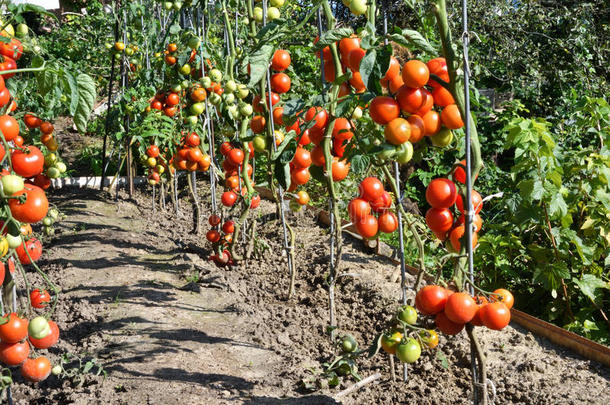 番茄收集采用指已提到的人花园farmer采用g