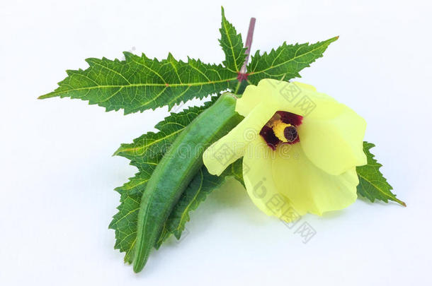 新鲜的黄秋葵成果秋葵属埃斯库图斯向绿色的叶子和切成片