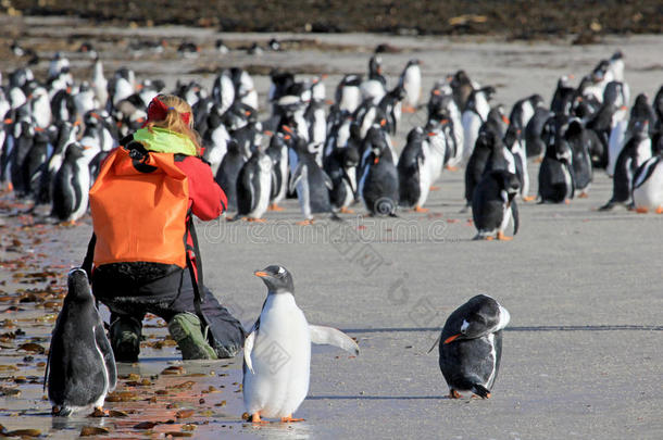 摄影师迷人的电影院关于巴布亚企鹅企鹅,磨沙机,福克尔