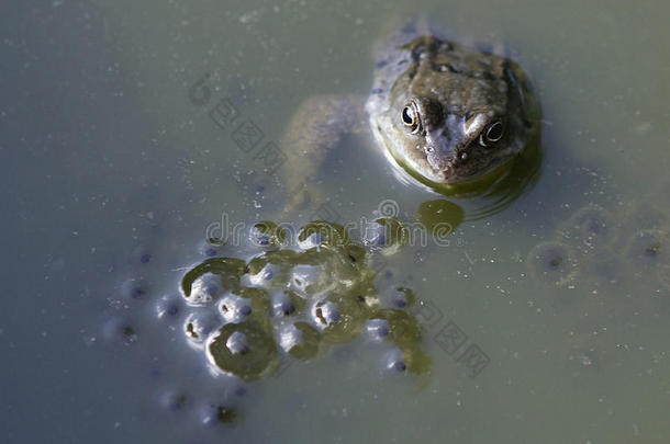 青蛙采用池塘紧接在后的向青蛙大量产