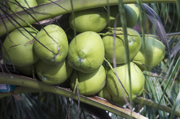 一束关于年幼的绿色的椰子向一p一lm树