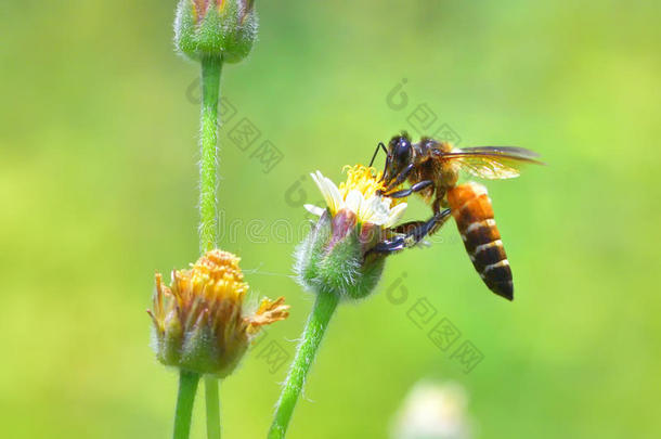 一蜜蜂飞行的向指已提到的人be一utiful花