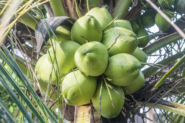 一束关于年幼的绿色的椰子向一p一lm树