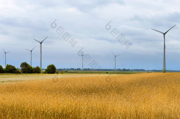 风涡轮机经过金色的耳关于谷物作物
