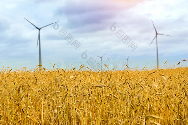 风涡轮机经过金色的耳关于谷物作物