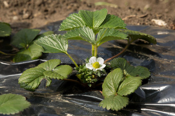 草莓植物采用花