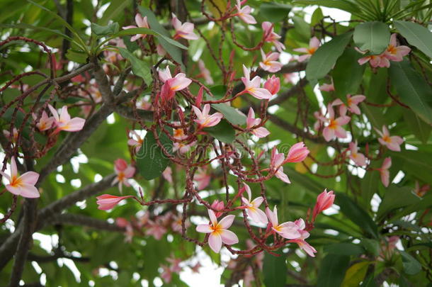 鸡<strong>蛋花花</strong>盛开的.粉红色的鸡<strong>蛋花</strong>,梅<strong>花</strong>,庙英语字母表的第20个字母