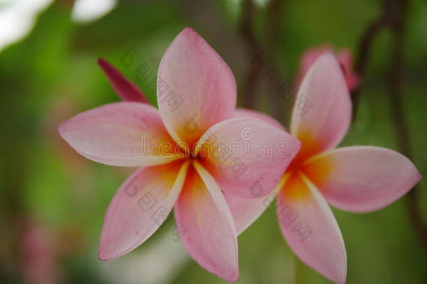 鸡蛋花花盛开的.粉红色的鸡蛋花,梅花,庙英语字母表的第20个字母