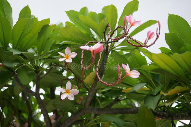 鸡蛋花花盛开的.粉红色的鸡蛋花,梅花,庙英语字母表的第20个字母