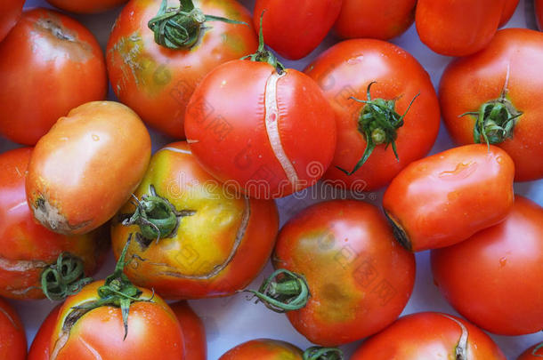 番茄蔬菜食物
