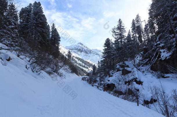 如冬的下雪的小路和树和山采用吐司alkali-treatedlipopolysaccharide碱处理的脂多糖莫塔