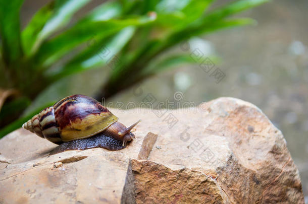 棕色的长的大的蜗牛圆形的壳和条纹