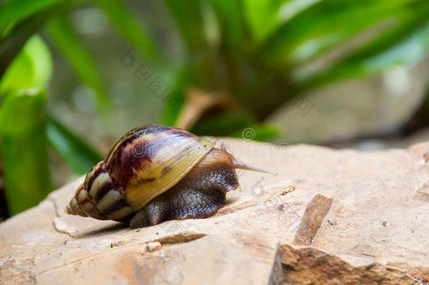 棕色的长的大的蜗牛圆形的壳和条纹