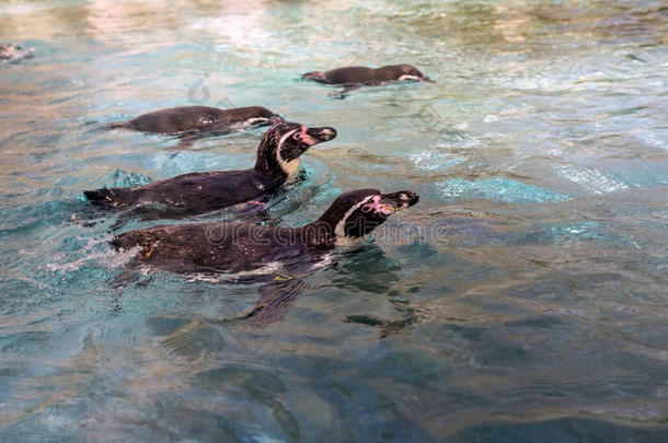 家庭关于企鹅det.那个游泳