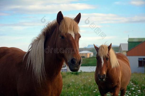 冰岛的马,布隆多斯,冰岛