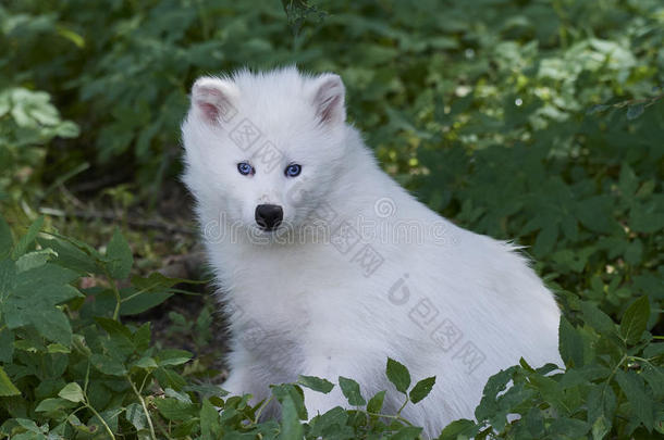 白色的浣熊狗纽约人普罗基诺兹