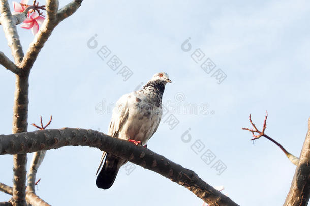 鸽子向一树