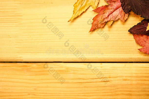秋时间装饰,干的干燥的枫树树叶pinnedrope和衣服