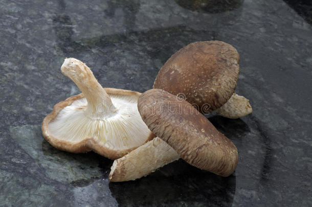 生的香菇蘑菇向黑的花岗岩