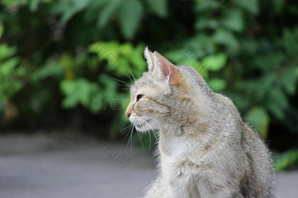 无家可归的猫被感染的和猫的疱疹病毒-猫的病毒的rangeheightindicator距离高度显示器