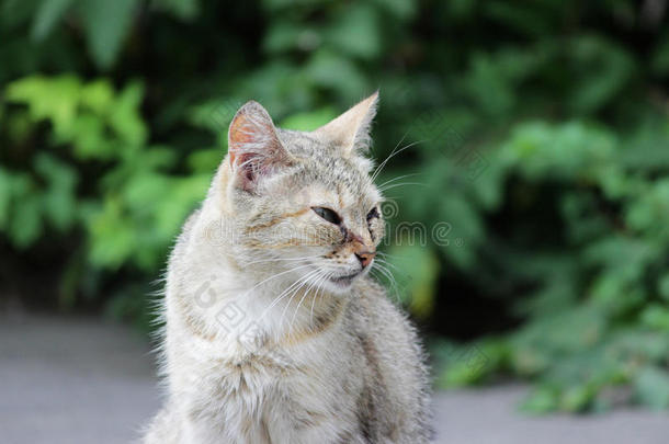 无家可归的猫被感染的和猫的疱疹病毒-猫的病毒的rangeheightindicator距离高度显示器