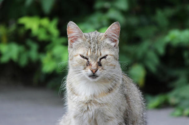 无家可归的猫被感染的和猫的疱疹病毒-猫的病毒的rangeheightindicator距离高度显示器